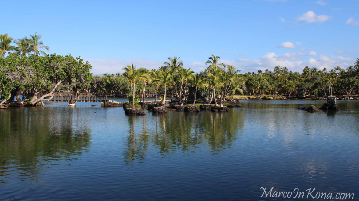 Mauna Lani Turtle Release