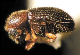 Save Kona Coffee! Fighting the Coffee Berry Borer