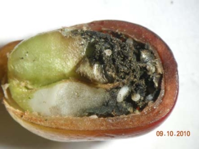 larvae